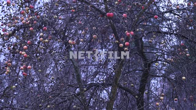 Apple Trees, tree branches, bushes, ripe apples, Apple tree, leaves, nature, autumn, evening