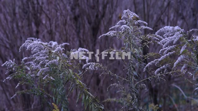 Колышущиеся зеленые ветки в снегу Осень, растение, ветер, снег