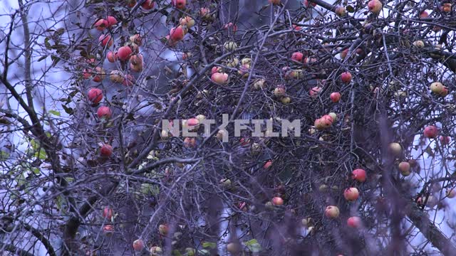 Apple Wood, tree branches, bushes, ripe apples, Apple tree, leaves, nature, autumn, evening