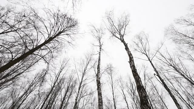 Winter forest.
Bottom view Forest, trees, branch, birch, sky, winter, day