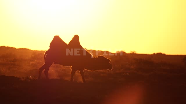 A two-humped camel walks in the steppe at sunset....