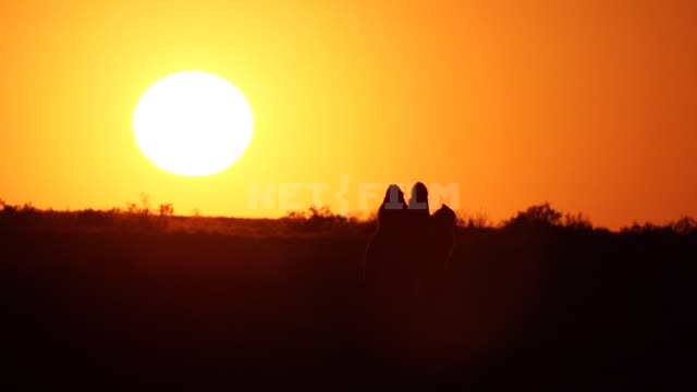 A two-humped camel walks on the steppe against the background of a beautiful sunset....