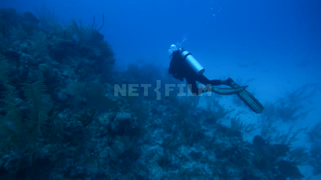 Scuba diver swimming at the bottom of the ocean near coral reefs. Scuba diver
Ocean
Underwater...