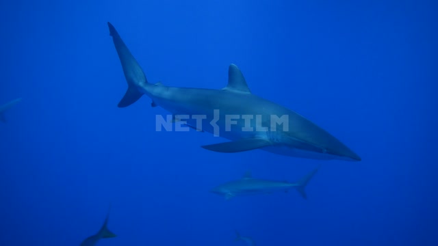 Страшная акула которая плывёт в океане Акула
Океан 
Куба
Подводная съёмка
Природа
Хищник
Рыбы