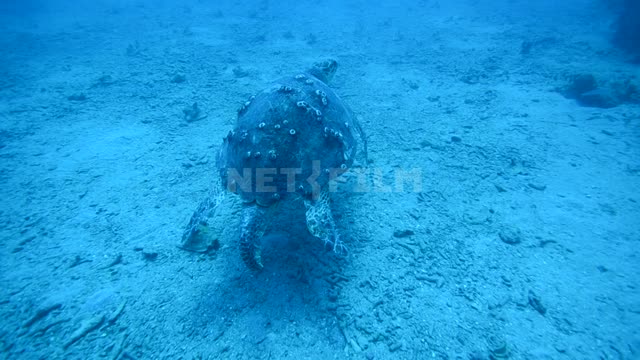 Большая черепаха которая плывёт на дне океана. Черепаха
Океан 
Куба
Подводная...