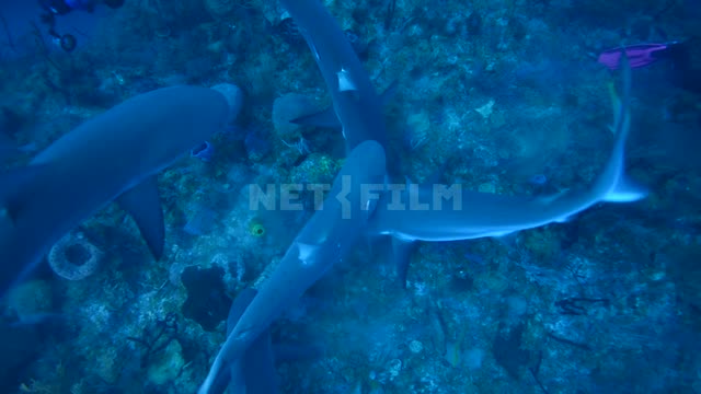 A pack of sharks and other fish pounced on the bait Ocean
Underwater...