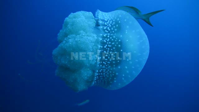 Jellyfish swims in the blue ocean near other fish Ocean
Underwater...
