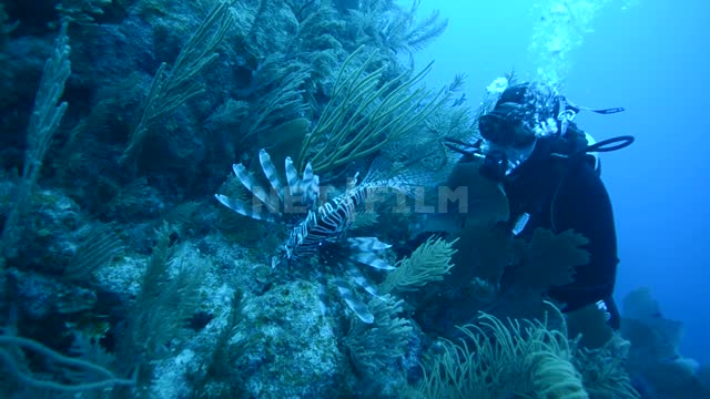 Учёный аквалангист наблюдает за экзотической рыбой в океане Океан
Подводная...