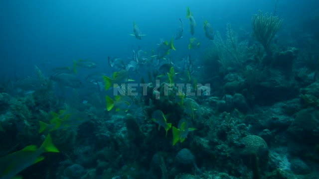 Группа красивых экзотических рыб плавает на дне океана Океан
Подводная съёмка
Акулы
Рыбы
Карибское...