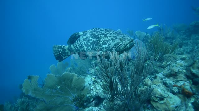 Большая экзотическая рыба плавает на дне синего океана Океан
Подводная съёмка
Акулы
Рыбы
Карибское...