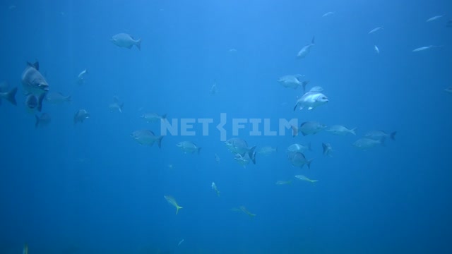 Стая рыб в свободном плавании в океане Океан
Подводная съёмка
Акулы
Рыбы
Карибское...