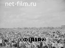 Сюжеты Праздник сталинских соколов. (1938)