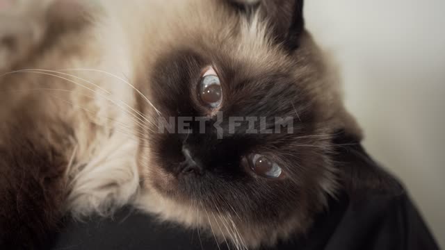 Siamese Cat Cat, pet
