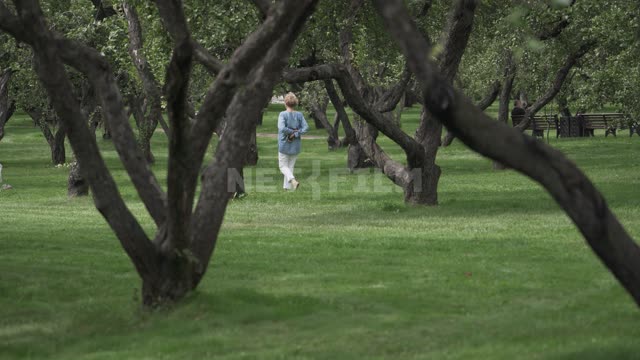 Kolomenskoye, a woman walks in an apple orchard Kolomenskoye Museum-reserve, garden, apple trees,...