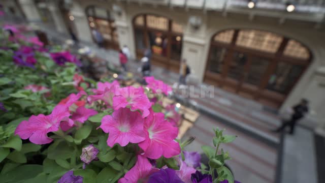 ГУМ, цветущие петунии, вид сверху на галерею первого этажа ГУМ, цветы, петунии, люди, покупатели
