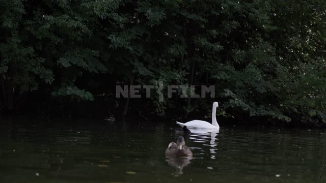 Gorky Park, ducks and a swan in the pond Gorky Park, Central Park District, pond, water, waterfowl,...