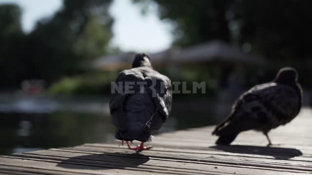 Pigeons on the wooden embankment of the pond Park, pond, pond, pigeons, embankment