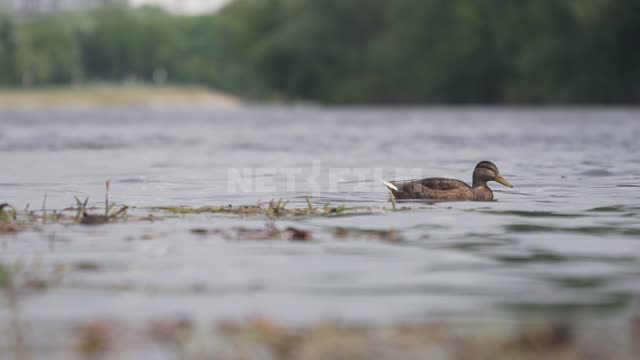Kolomenskoye, a duck swims in a pond Kolomenskoye Museum-reserve, park, pond, ducks, mallards,...