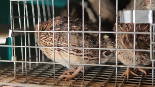 Quail in a cage Quail, quail, birds, cage