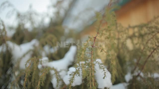 Snow-covered shrubbery Bush, snow, winter, village