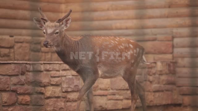 Cottage village, zoo, spotted deer walking in the aviary Zoo, aviaries, fence, bars, deer, animals