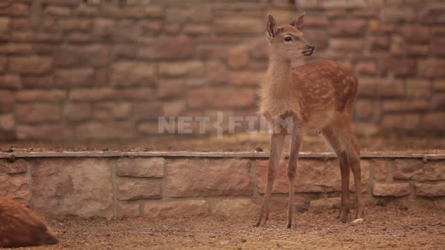 Cottage village, zoo, baby spotted deer Zoo, aviaries, fence, bars, deer, animals