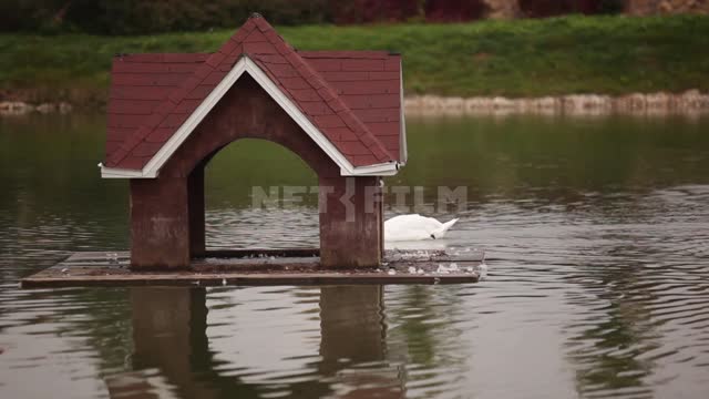 Cottage village, swan swims to the bird house Pond, pond, house, ducks, swans, sibilant swan,...