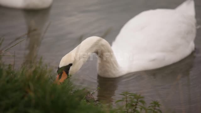 Cottage village, swans swim and feed near the pond shore Pond, pond, shore, grass, swans, sibilant...