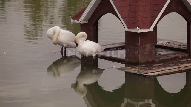 Cottage village, bird house, a pair of swans, birds cleaning their feathers Pond, pond, house,...