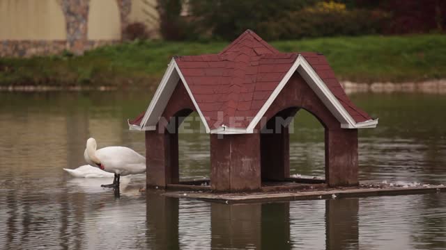 Cottage village, bird house, couple of swans, birds eat and drink Pond, pond, house, swans,...