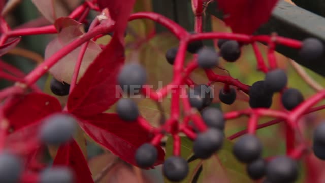 Дикий виноград обвивает перила моста Виноград, ягоды, растительность, природа, осень