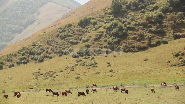 Стадо коров на горном пастбище Горы, леса, луга, поля, пастбища, солнечный свет, коровы, стадо,...