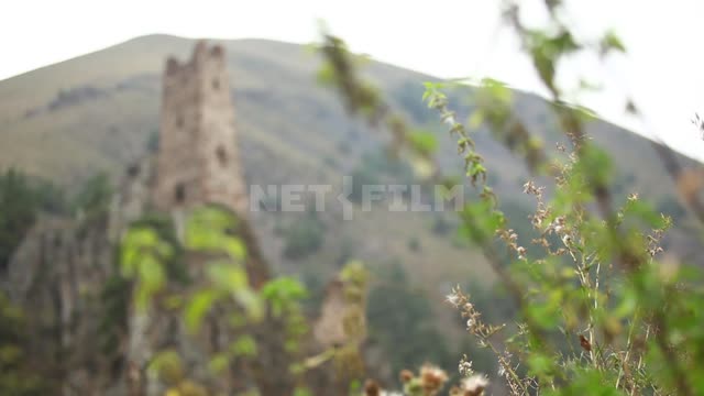 Nettle on the background of the old fortress on the rock, change of focus Mountains, hills,...
