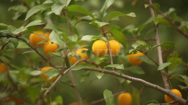 Apricots on the branches, change of focus Apricots, fruits, fruits, gardens, trees, branches,...