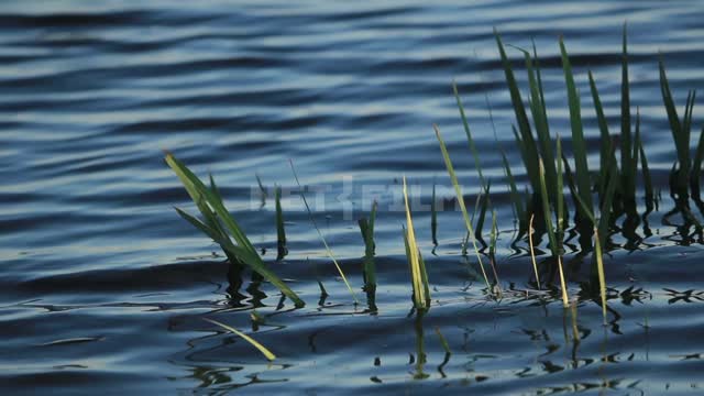An aquatic plant in the water Water, plant, current, summer