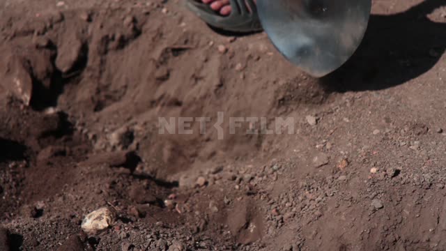 Музей-заповедник Танаис, археологические раскопки, мужчина копает землю штыковой лопатой Танаис,...