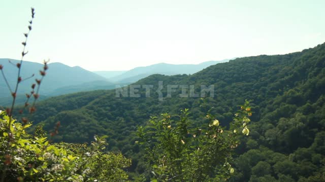 Дольмены Западного Кавказа, цветущие кустарники на фоне поросших лесом гор Кавказ, горы, лес,...