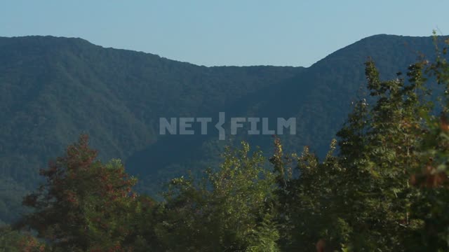 Дольмены Западного Кавказа, цветущие кустарники на фоне поросших лесом гор Кавказ, горы, лес,...