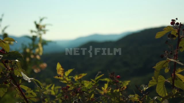 Dolmens of the Western Caucasus, wild raspberries against the background of wooded mountain slopes,...