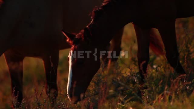 Дольмены Западного Кавказа, лошади пасутся на горном склоне, жеребенок кусает мать, ест траву,...