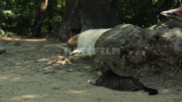 A dog and a cat lie among the Caucasian dolmens Animals, nature, trees, stone, cobblestone,...