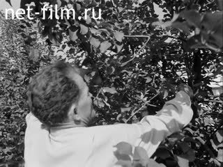 Footage Hero of social labor Kurban Valeev. (1967)