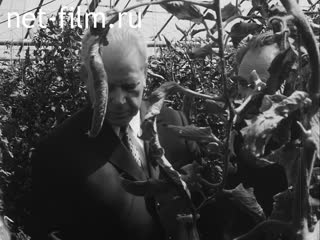 Footage Kirilenko in greenhouses. (1974)