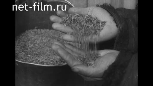 Footage Fragment of the K / W "For the socialist village" # 6/24. (1931)