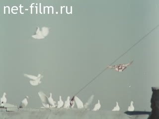 Footage Pigeons. (1985 - 1995)
