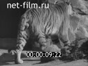 Сюжеты Московский зоопарк. (1940)