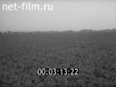 Film The intensive technology of cultivation of peas. (1985)