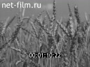 Film Great bread Russia. (1973)