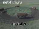 Footage Beef cattle. (1974)