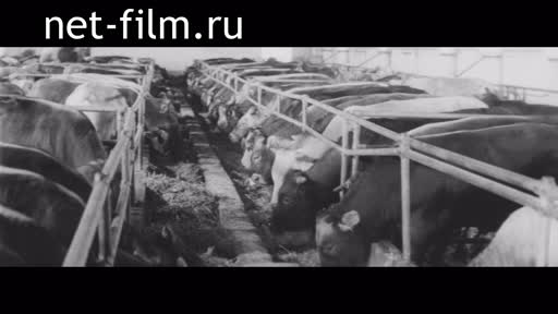 Footage Dairy farm. (1975 - 1985)